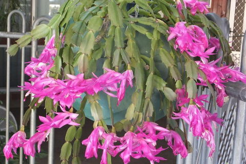 Kathys Place Bed And Breakfast - Events Australia 1