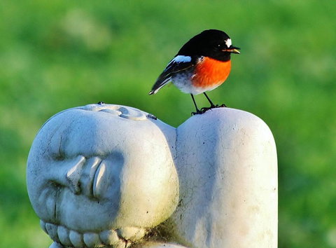 The Hakeas - Events Australia 6