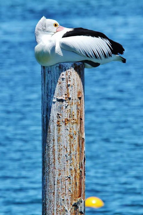 The Hakeas - Events Australia 4