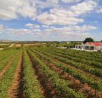 Barossa Valley Lyndoch - Events Australia