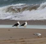 GALWAY COTTAGE - Events Australia