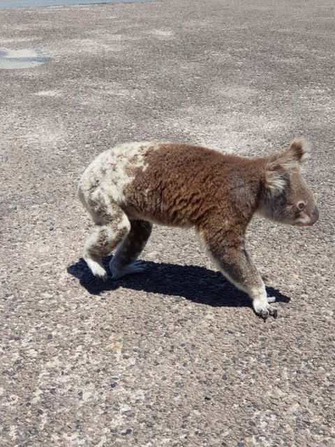 Minjerribah Island Accommodation Straddie - Events Australia 2