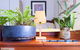Beautiful Lush & Green Oasis Studio Apartment - thumb 6