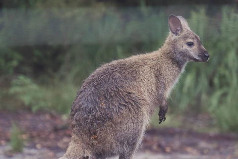 Bush & Beach Family Retreat - Tourism Bookings 3