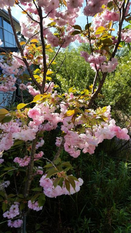 Beezneez B & B - Accommodation Europe 5