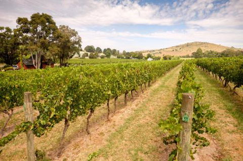 Fergusson Winery Homestead Accomodation - Tourism Bookings 3