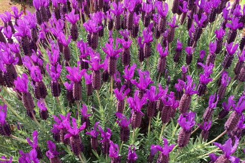 The Green Welly Stop - Events Australia 0