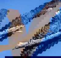 Bussells Bushland Cottages - Events Australia