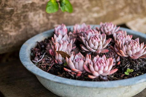 Aggies Bed & Breakfast - Events Australia 3