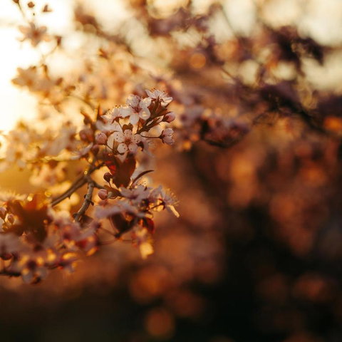 Forest Ave Cottages - Events Australia 5