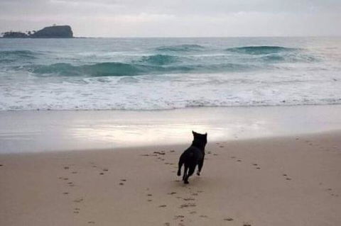 Breakers At Mudjimba Beach - Events Australia 0