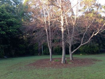 Boambee Retreat - Accommodation Europe 4