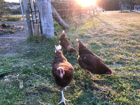 Bryn Glas Farm Stay - Events Australia 0