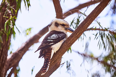 Lorne Foreshore Caravan Park - Events Australia 3