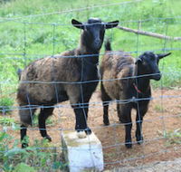 Alstonville Country Cottages - Tourism Bookings