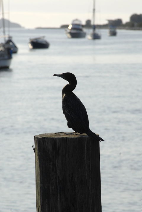Mariners On The Waterfront - Events Australia 3