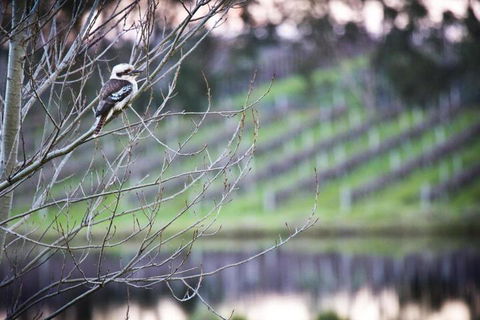 Bettenays Margaret River - Events Australia 4