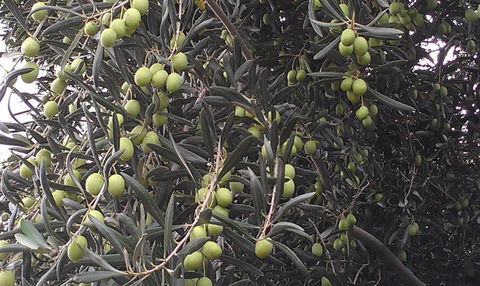 Goolgowi Highway Motel - Events Australia 6