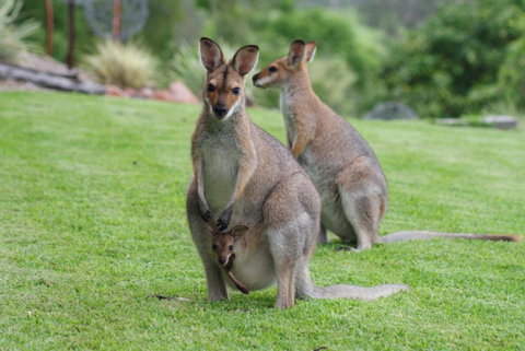 Mary Valley Views B + B - Events Australia 1