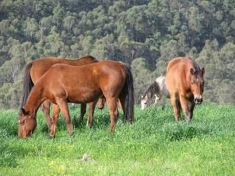 Hill Top Country Guest House - Events Australia 0