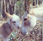 Donkey Tales Farm Cottages - Tourism Bookings