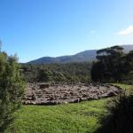 Mafeking ACT Events Australia