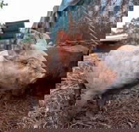 Batchelor Butterfly Farm - Events Australia