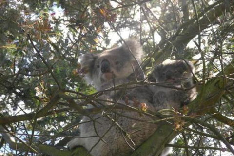 Emerald Hills Cottage - Events Australia 5