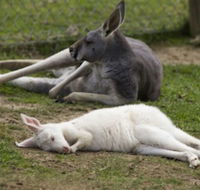 A Twist of Willow - Events Australia