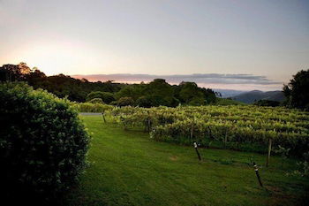 Flame Hill Vineyard - Tourism Bookings 6