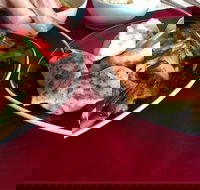 GalanGal - Events Australia