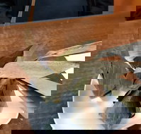 Kao Gaeng Thai - Events Australia