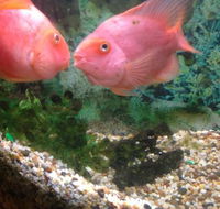 Eastern City Chinese Restaurant - Events Australia