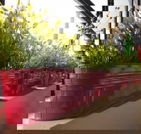 Dinoni - Events Australia