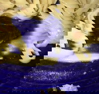 Leumeah Pizza - Events Australia