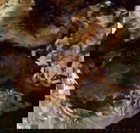 Thunderbird Chicken - Events Australia