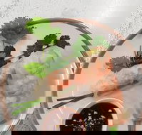 Golden Tree Cafe - Events Australia