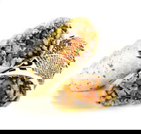 Guzman y Gomez - Hamilton - Events Australia