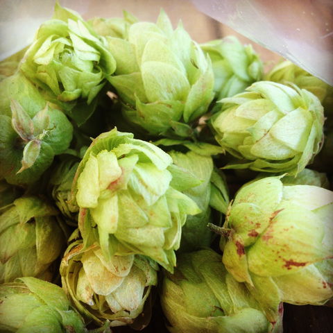 HopDog BeerWorks - Events Australia 2