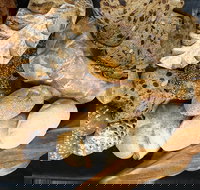 Iluka Bakery - Events Australia