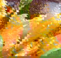 Spice Village - Events Australia