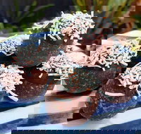 Watkins Bay Coffee Trading Company - Events Australia