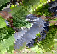 Marcus Hill Vineyard - Events Australia