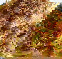 Saigon - Tourism Bookings