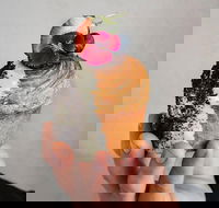 Son of a Baker - Botany - Tourism Bookings