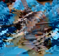 Charles St Pizza  Pasta - Events Australia