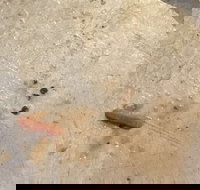 Gino's Pizza - Events Australia