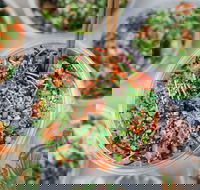 Nudefish Pok - Bondi Beach - Events Australia