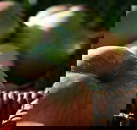 Denmark Heritage Cider Company - Events Australia