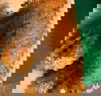 Kappaya - Events Australia